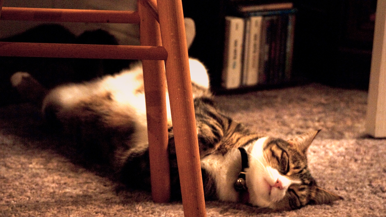 <p>Rex the dozy cat.</p>